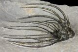 Rare, Spiny Heliopeltis Trilobite - Issoumour, Morocco #166124-4